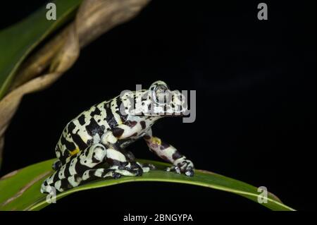 Tiger Tree Frog (Hyloscirtus Tigrinus) unverlierbaren, endemisch in Ecuador. Stockfoto