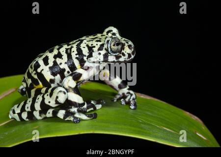 Tiger Tree Frog (Hyloscirtus Tigrinus) unverlierbaren, endemisch in Ecuador. Stockfoto