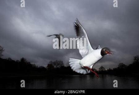 Schwarzkopfmöwen (Chroicocephalus ridibundus) im Flug, Highgate Ponds Hampstead Heath, London, England, Großbritannien. März 2013. Stockfoto