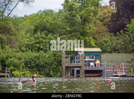 Großer Haubenbarbe (Podiceps cristatus) auf Teich mit Küken vor der Rettungswache Hütte, Hampstead Heath, London, England, Großbritannien. Mai 2014. Stockfoto