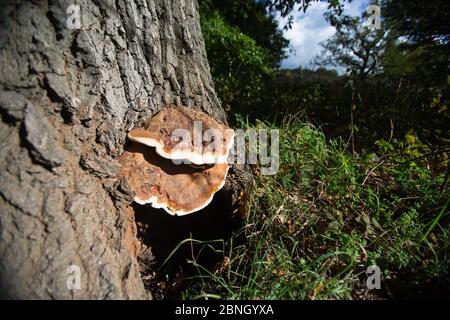 Lackierte Halterung Pilz (Ganoderma resinaceum) Hampstead Heath, London, England, Großbritannien. Oktober. Stockfoto