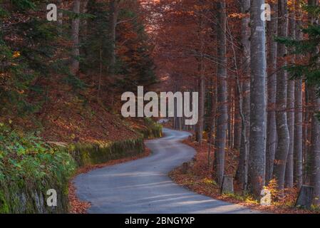 Eine Straße, die durch einen Buchenwald führt Stockfoto