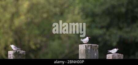 Gewöhnliche Seeschwalbe (Sterna hirundo) Gruppe von drei auf Pfosten, Hampstead Heath, London, England, Großbritannien. August. Stockfoto