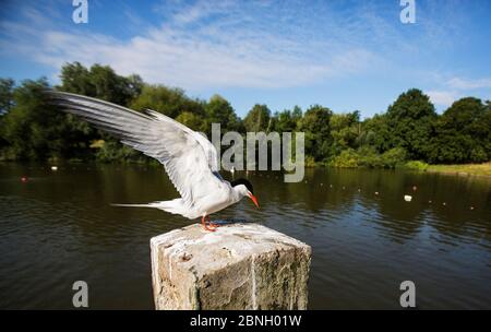 Seeschwalbe (Sterna hirundo) mit ausgebreiteten Flügeln, Hampstead Heath, London, England, Großbritannien. August. Stockfoto