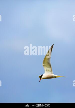 Seeschwalbe (Sterna hirundo) im Flug, Hampstead Heath, England, Großbritannien, Mai. Stockfoto