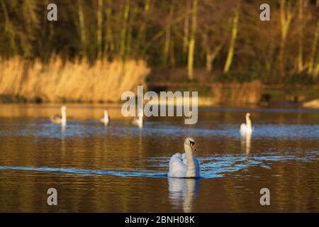 Stumme Schwäne (Cygnus olor) Highgate Ponds, Hampstead Heath, London, England, Großbritannien. Januar. Stockfoto