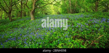 Bluebells (Endymion nonscriptus) in Blume, Hampstead Heath, England, Großbritannien. Mai 2013. Stockfoto