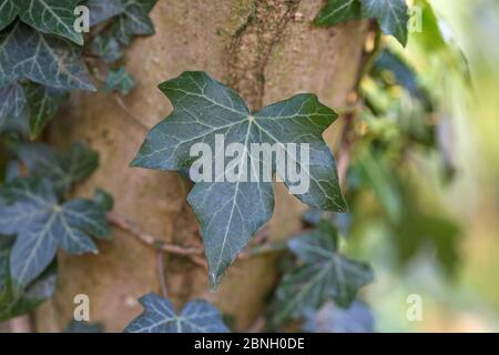 Ivy (Hedera Helix) verlässt Hampstead Heath, London, England, Großbritannien. Februar. Stockfoto