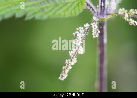 Brennnessel (Urtica dioica) Blume, Hampstead Heath, London, England, Großbritannien, Juni. Stockfoto