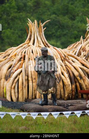 Wache steht vor afrikanischem Elefanten (Loxodonta africana) Elfenbein in Stapeln, die vom Kenya Wildlife Service (KWS) verbrannt werden können. Brennen Stockfoto