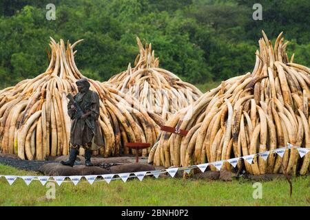 Wache steht vor afrikanischem Elefanten (Loxodonta africana) Elfenbein in Stapeln, die vom Kenya Wildlife Service (KWS) verbrannt werden können. Brennen Stockfoto