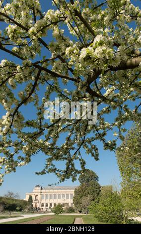 Siebold's Krabbenapfel (Malus sieboldii) Blüte, außerhalb des Naturhistorischen Museums von Paris, Paris, Frankreich, April 2015. Stockfoto