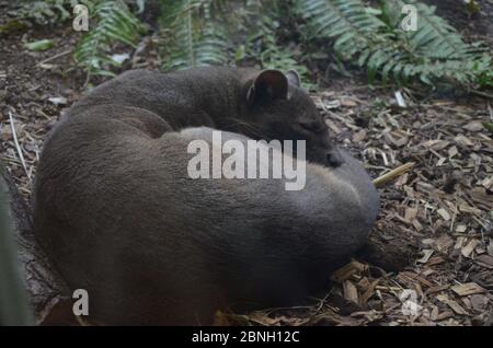 Fossa (Cryptoprocta Ferox) Katze In Madagaskar Stockfoto