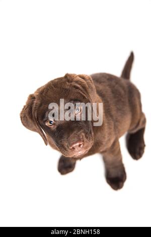 Porträt eines Welpen Hund ​​seen von oben isoliert auf weißem Hintergrund mit sympathischen Schnauze und intelligente Ausdruck Stockfoto