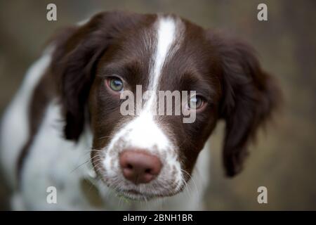 Ollie der englische Springer Spaniel Stockfoto