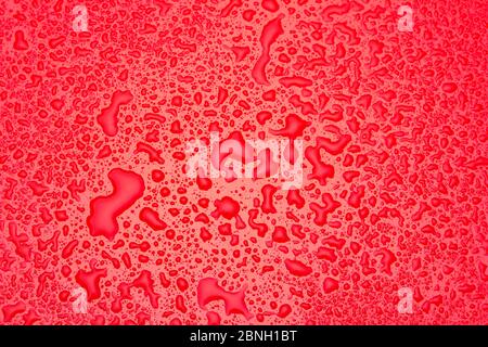 Kleine und unregelmäßige Wassertropfen auf einer glänzenden grünen Oberfläche. Stockfoto
