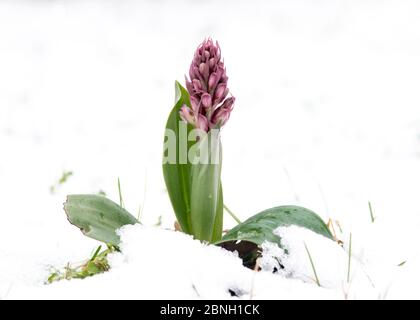 Riesenorchidee (Himantoglossum robertianum) im Schnee, Sambuc, Camargue, Frankreich, Februar. Stockfoto