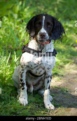Ollie der englische Springer Spaniel Stockfoto