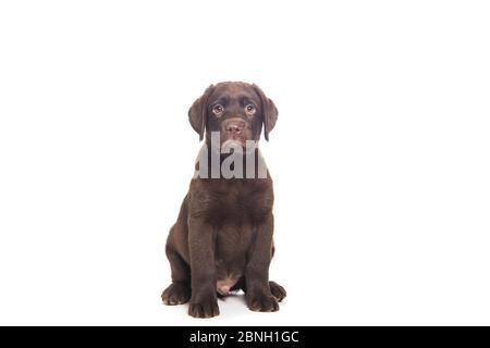 Porträt eines sitzenden Welpen Hund ​​isolated auf weißem Hintergrund mit sympathischen Schnauze und intelligente Ausdruck Stockfoto