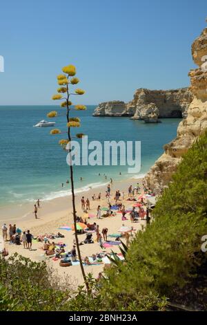 Jahrhundert Agave (Agave americana) Blühende oben Praia da Marinha Strand, in der Nähe von Carvoeiro, Algarve, Portugal, Juli 2013. Stockfoto