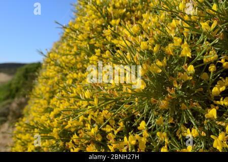 Büschel der niedrig wachsenden Ginster (Genista acanthoclada) mit stacheligen Blätter unter Garrigue/phrygana Buschland, Lassithi, Kreta, Griechenland, Mai 2013. Stockfoto