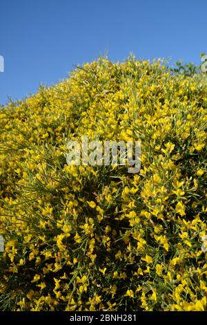 Büschel der niedrig wachsenden Ginster (Genista acanthoclada) mit stacheligen Blätter unter Garrigue/phrygana Buschland, Lassithi, Kreta, Griechenland, Mai 2013. Stockfoto