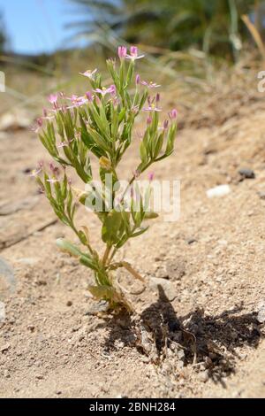 Zentauri (Centaurium erythraea) blühend in sandiger Buschland nahe der Küste, Lasithi, Kreta, Griechenland, Mai 2013. Stockfoto