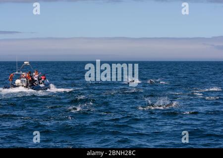 Große Schar von Delphinus delphis, die in der Nähe eines Delfin- und Walbeobachtungsbootes vor Lagos, Algarve, Portugal, im Juli 2013 auftaucht. Stockfoto