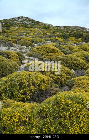 Montane phrygana / Garrigue scrubland dominiert von Klumpen niedrig wachsenden Broom (Genista acanthoclada) in voller Blüte, Ziros, Lasithi, Kreta, Griechenland, M Stockfoto