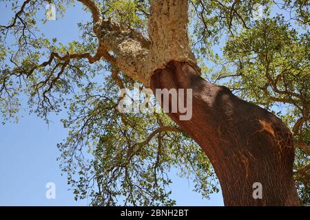 Korkeiche (Quercus suber) mit ihrer Rinde vor kurzem geerntet, Monchique Berge, Algarve, Portugal, August 2013. Stockfoto