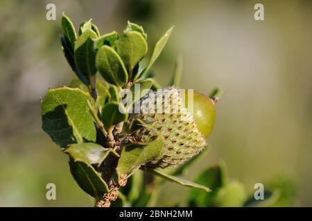 Eichel der Kermes Eiche (Quercus coccifera) in Küstenmaquis / Garrigue scrubland, Argolis, Peloponnes, Griechenland, August 2013. Stockfoto