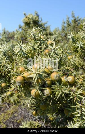 Großfruchtig-Wacholder (Juniperus macrocarpa), mit reifenden Samenkegel in Küstenmaquis scrubland, Kos, Dodekanes, Griechenland, August 2013. Stockfoto