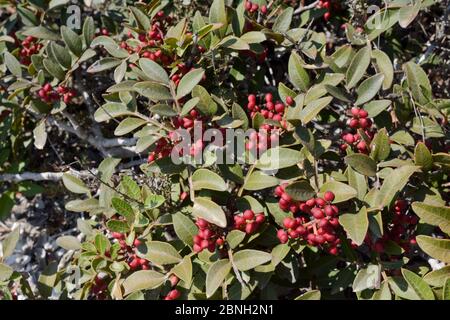 Mastixbaum / Lentisc (Pistacia lentiscus), die Quelle von Gummi-Mastixharz, mit Früchten Reifung auf einem Zweig, Kos, Griechenland, August 2013. Stockfoto