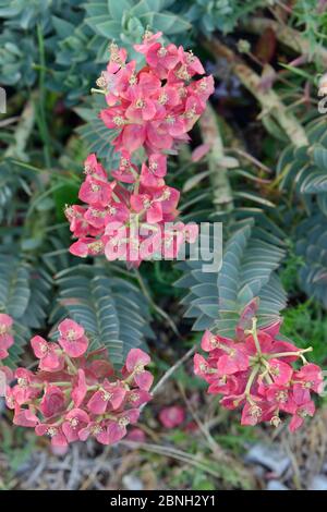 Breitblättriger Glaucous-Spruge / Myrtle-Spruge (Euphorbia myrsinites) blühend auf Kalksteinfelsen, Mount Olympus, Lesbos, Griechenland, Mai 2013. Stockfoto