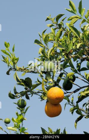 Unreife und reife Orangen (Citrus sinensis), die an einem Baum in einem Orangenhain, Argolis, Peloponnes, Griechenland, August 2013 hängen. Stockfoto