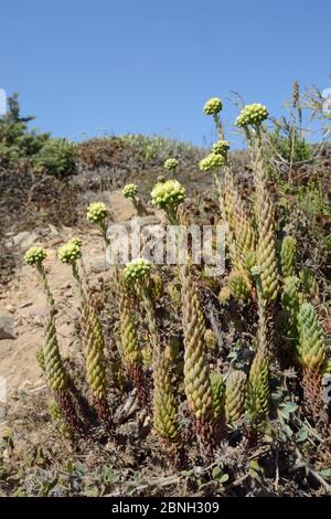 Blasser Steinkropf (Sedum sediforme) blühend auf Küstendünen, Algarve, Portugal, August 2013. Stockfoto