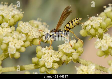 Europäische Papierwespe (Polistes dominula) auf der Nahrungssuche auf Felsensamphiren / Meeresfenchel (Crithmum maritimum) blühend auf einem Sandstrand, Algarve, Portugal, Aug Stockfoto