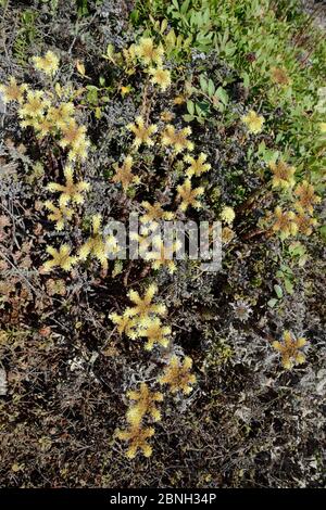 Blasser Steinkropf (Sedum sediforme) blühend auf Küstendünen, Algarve, Portugal, August 2013. Stockfoto