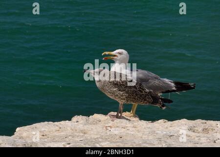 Die Gelbbeinige Möwe (Larus michahellis), die auf einem Felsen neben ihrem ausgewachsenen Küken steht, Praia da Marinha, Algarve, Portugal, Juli 201 Stockfoto