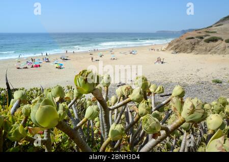 Baum Aeonium / Baum houseleek (Aeonium arboreum), eine eingeführte Art von den Kanaren wächst auf einer Küstenvorhöhe mit Blick auf einen Strand, Praia de Stockfoto