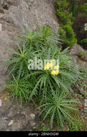 Anaga / Baumdistel (Sonchus congestus), eine endemische Art auf Teneriffa, blühend auf einer Felswand im Lorbeerwald, Anaga Rural Park, Teneriffa Stockfoto