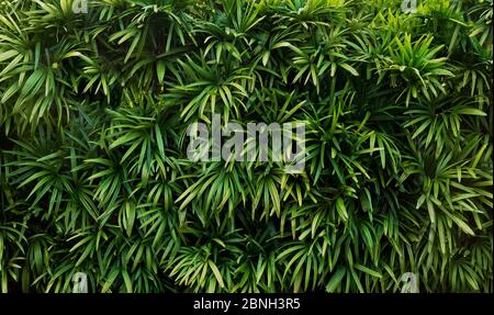 Wand aus grünen Zweigen mit Blättern. Tropische Baumstruktur. Stockfoto
