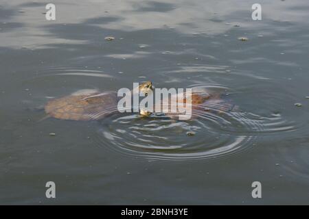 Zwei westliche kaspische Teichschildkröten / Balkan-gestreifte Wasserschildkröten (Mauremys caspica rivulata) schwimmen in einem Teich mit ihren Köpfen über Wasser, Isle of Stockfoto