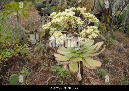 Stadt houseleek / Untertasse Pflanze (Aeonium urbicum), endemisch auf Teneriffa, Blüte an einem steilen Hang, Anaga Gebirge,Teneriffa, Mai. Stockfoto