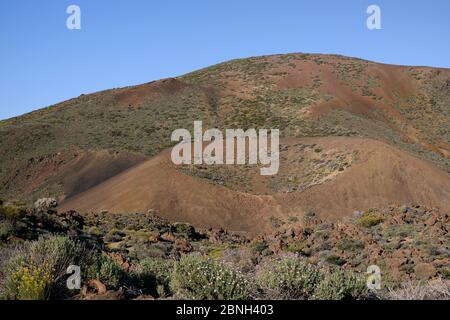 Verwitterter Schlackenkegel Vulkan, mit dem Krater von endemischer Vegetation besiedelt, einschließlich Teide weißen Besen (Spartocytisus supranubius), mit äußeren Fla Stockfoto