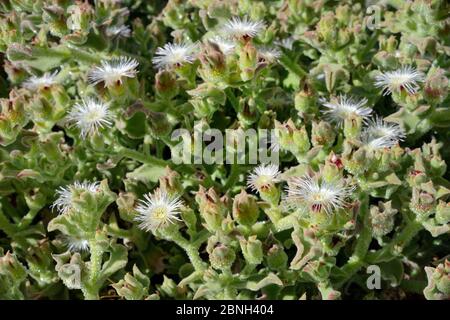 Geläufige / kristalline Eispflanze (Mesembryanthemum crystallinum), blühend auf der Küstenvorland, Teneriffa, Mai. Stockfoto