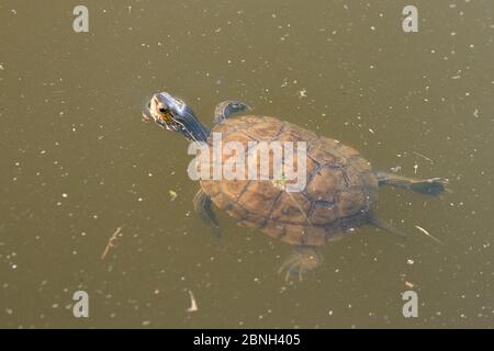 Junge westliche kaspische Teichschildkröte / Balkan-gestreifte Terrapin (Mauremys caspica rivulata), die in einem Teich mit dem Kopf über dem Wasser schwimmt, Isle of Le Stockfoto