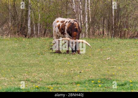 braunes texas Longhorn, das Gras auf der Wiese frisst Stockfoto