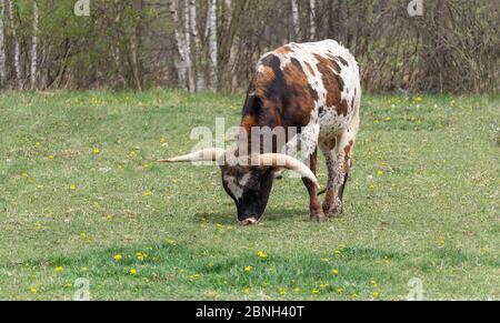 braunes texas Longhorn, das Gras von der Seite auf der Wiese frisst Stockfoto