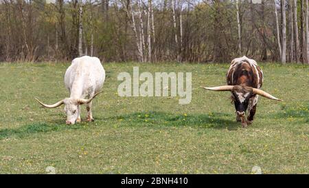 Zwei braune und weiße texas Longhorn fressen Gras auf Wiese Stockfoto